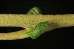 Salix ×calodendron. Stipule.
 Image: D. Glenny © Landcare Research 2020 CC BY 4.0